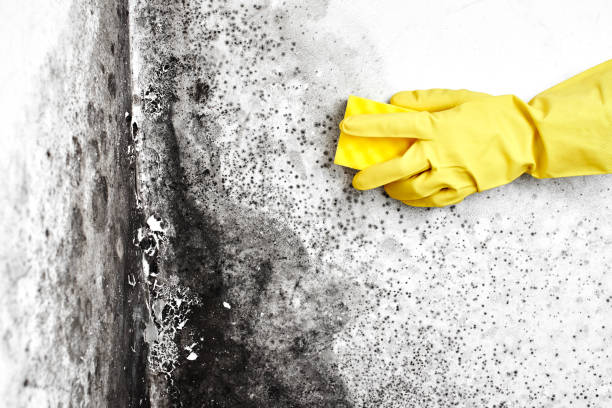 Mold Removal Process in Phoenix, NY