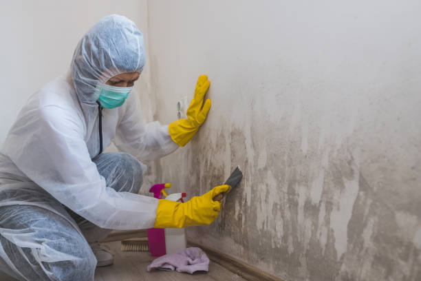 Phoenix, NY Mold Removal Company