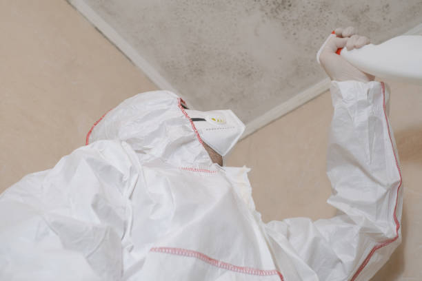 Home Mold Removal in Phoenix, NY