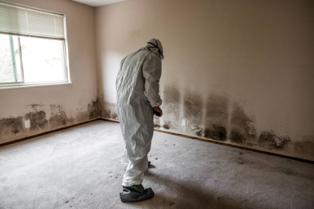 Best Residential Mold Removal  in Phoenix, NY