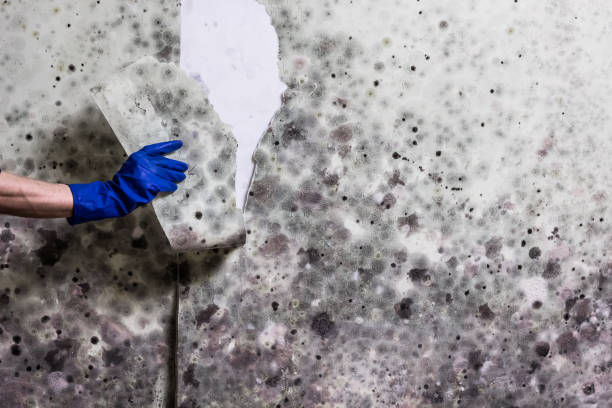 Phoenix, NY Mold Removal Company