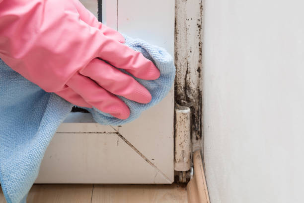 Best Residential Mold Removal  in Phoenix, NY