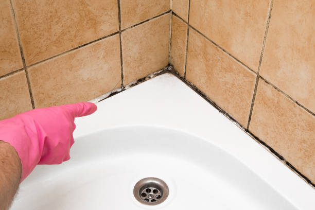 Best Black Mold Removal  in Phoenix, NY